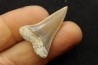 shark  tooth  CARCHARODON HASTALIS