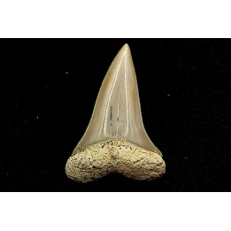 shark  tooth  CARCHARODON HASTALIS