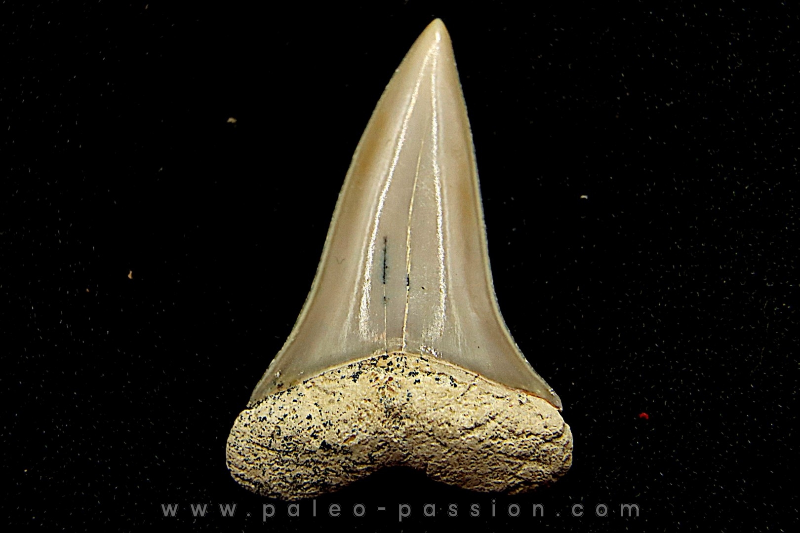 Dent de requin CARCHARODON HASTALIS