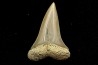 Dent de requin CARCHARODON HASTALIS
