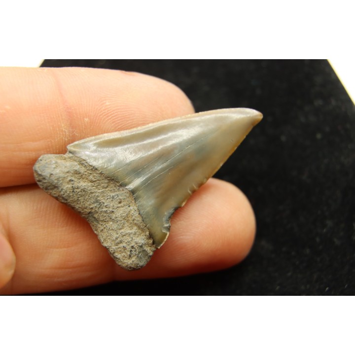 Dent de requin CARCHARODON HASTALIS - Belgique
