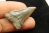 Dent de requin CARCHARODON HASTALIS - Belgique