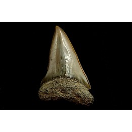 Dent de requin CARCHARODON HASTALIS - Belgique