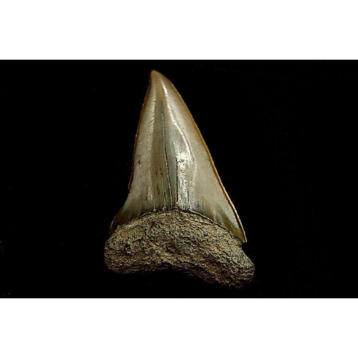 shark  tooth  CARCHARODON HASTALIS - Belgium