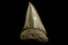 Dent de requin CARCHARODON HASTALIS - Belgique