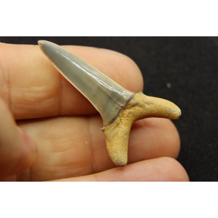 shark  tooth  STRIATOLAMIA LAMIA - Belgium