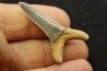 shark  tooth  STRIATOLAMIA LAMIA - Belgium