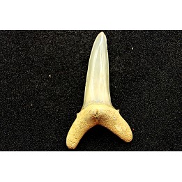 Dent de requin STRIATOLAMIA LAMIA - Belgique