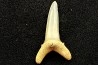 shark  tooth  STRIATOLAMIA LAMIA - Belgium