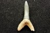 shark  tooth  STRIATOLAMIA LAMIA - Belgium