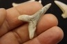 shark  tooth  ISUROLAMNA AFFINIS - Belgium