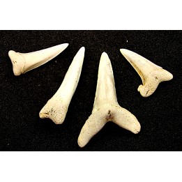 shark  tooth  ISUROLAMNA AFFINIS - Belgium