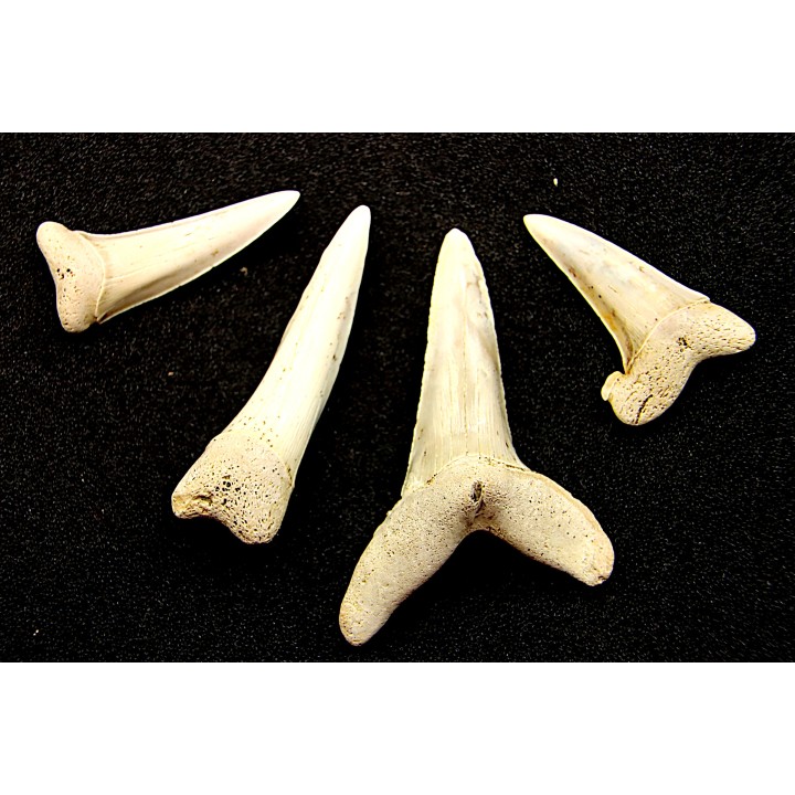 shark  tooth  ISUROLAMNA AFFINIS - Belgium