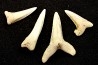 shark  tooth  ISUROLAMNA AFFINIS - Belgium