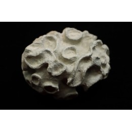 Placoscyphia meandrina - cénomanien  - Cap Blanc Nez