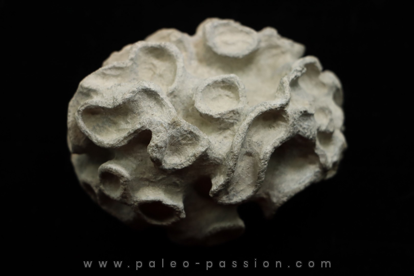 Placoscyphia meandrina - cenomanian - Cap Blanc Nez – france