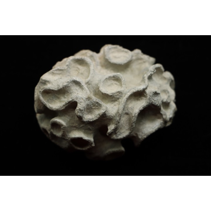 Placoscyphia meandrina - cenomanian - Cap Blanc Nez – france