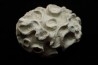 Placoscyphia meandrina - cénomanien  - Cap Blanc Nez
