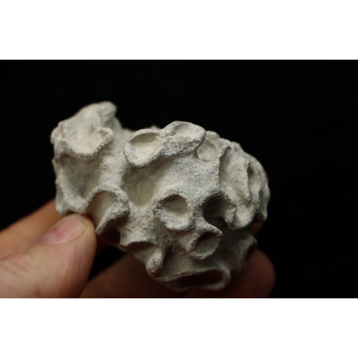 Placoscyphia meandrina - cénomanien  - Cap Blanc Nez