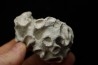 Placoscyphia meandrina - cénomanien  - Cap Blanc Nez
