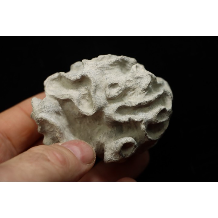 Placoscyphia meandrina - cénomanien  - Cap Blanc Nez