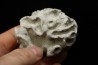 Placoscyphia meandrina - cénomanien  - Cap Blanc Nez