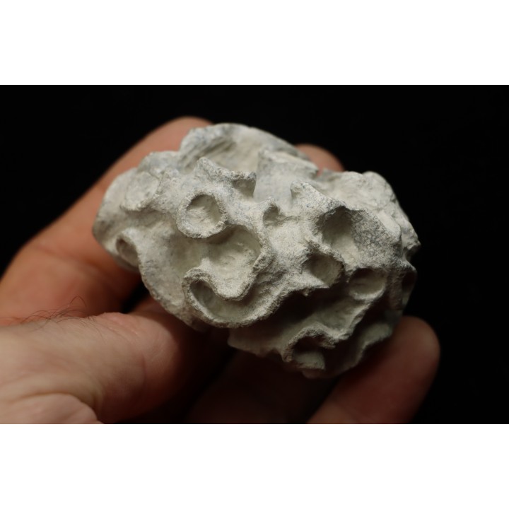 Placoscyphia meandrina - cénomanien  - Cap Blanc Nez