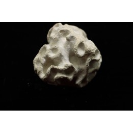 Placoscyphia meandrina - cénomanien  - Cap Blanc Nez