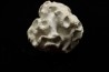 Placoscyphia meandrina - cenomanian - Cap Blanc Nez – france