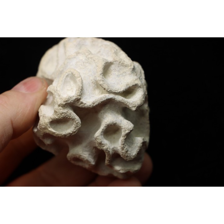 Placoscyphia meandrina - cénomanien  - Cap Blanc Nez