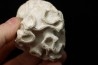Placoscyphia meandrina - cénomanien  - Cap Blanc Nez