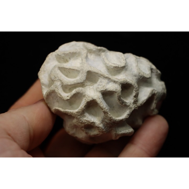 Placoscyphia meandrina - cénomanien  - Cap Blanc Nez