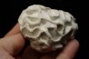 Placoscyphia meandrina - cénomanien  - Cap Blanc Nez