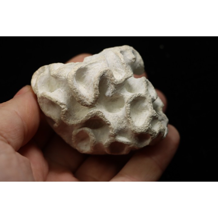 Placoscyphia meandrina - cenomanian - Cap Blanc Nez – france