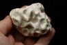 Placoscyphia meandrina - cénomanien  - Cap Blanc Nez