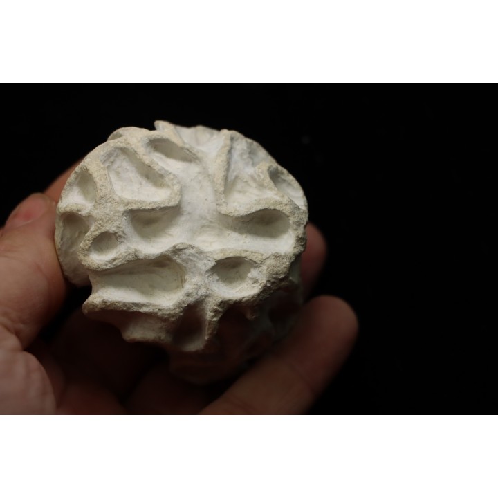 Placoscyphia meandrina - cenomanian - Cap Blanc Nez – france