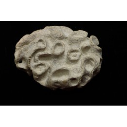 Placoscyphia meandrina - cénomanien  - Cap Blanc Nez