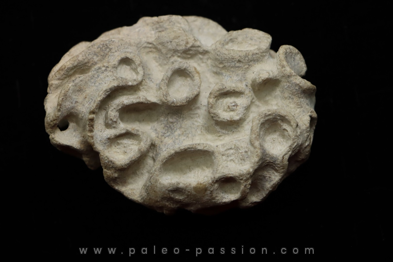 Placoscyphia meandrina - cénomanien - Cap Blanc Nez