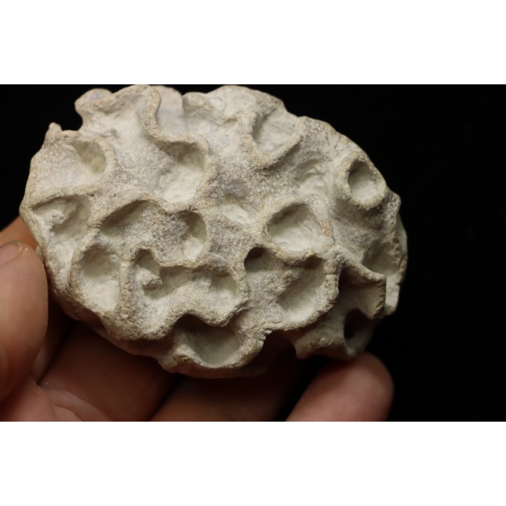Placoscyphia meandrina - cénomanien  - Cap Blanc Nez
