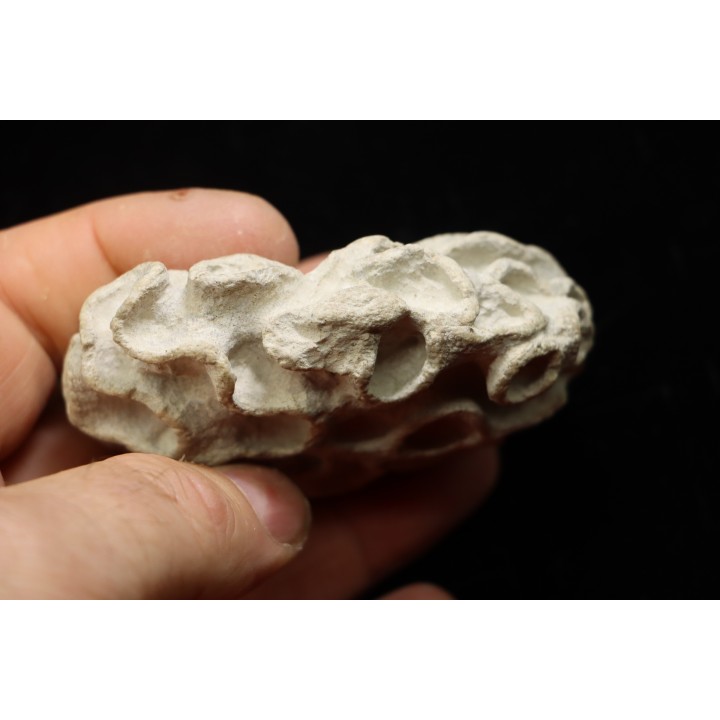 Placoscyphia meandrina - cénomanien  - Cap Blanc Nez