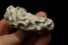 Placoscyphia meandrina - cénomanien - Cap Blanc Nez