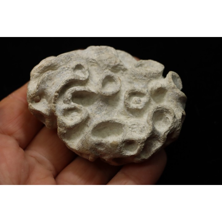 Placoscyphia meandrina - cénomanien  - Cap Blanc Nez