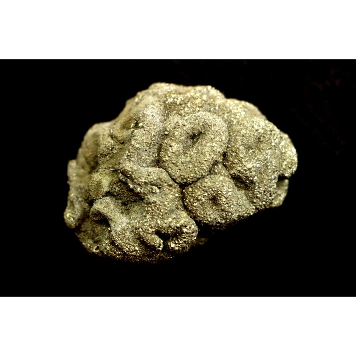 Placoscyphia meandrina (pseudomorphose en pyrite) - cénomanien  - Cap Blanc Nez