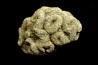 Placoscyphia meandrina (pseudomorphose en pyrite) - cénomanien  - Cap Blanc Nez