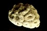 Placoscyphia meandrina (pseudomorphose en pyrite) - cénomanien  - Cap Blanc Nez