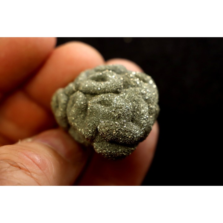 Placoscyphia meandrina (pseudomorphose en pyrite) - cénomanien  - Cap Blanc Nez
