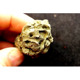 Placoscyphia meandrina (pseudomorphose en pyrite) - cénomanien  - Cap Blanc Nez