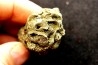 Placoscyphia meandrina (pseudomorphose en pyrite) - cénomanien  - Cap Blanc Nez