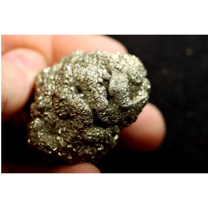 Placoscyphia meandrina (pseudomorphose en pyrite) - cénomanien  - Cap Blanc Nez