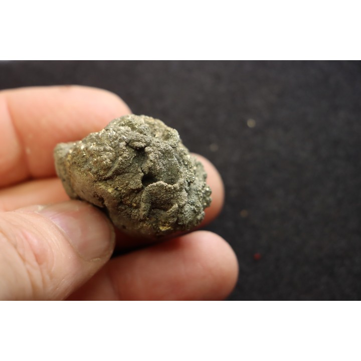 Placoscyphia meandrina - cenomanian - Cap Blanc Nez – france
